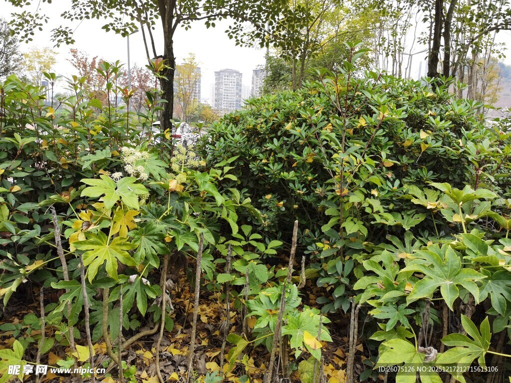 雨中繁茂的绿色植物景观