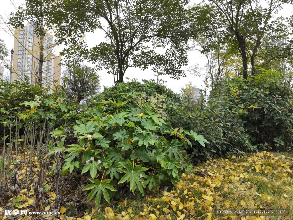 城市中的绿植景观
