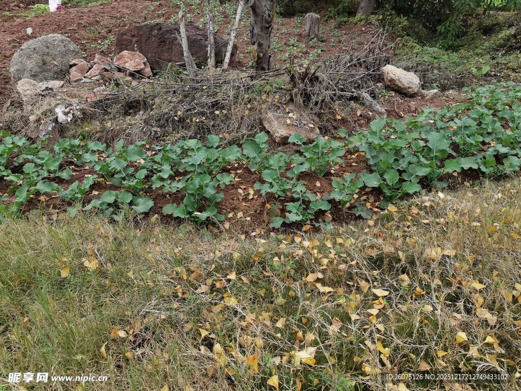花园中的绿植与石块景观