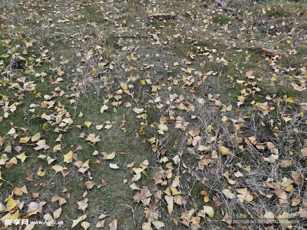 地面散落的多彩落叶