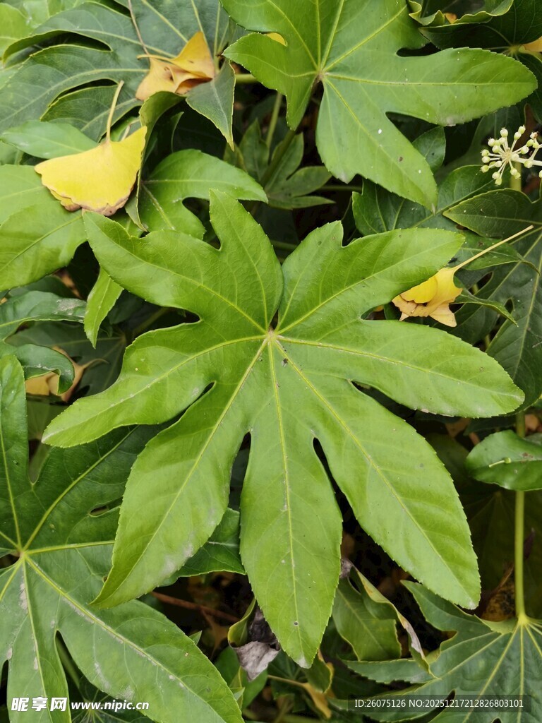 翠绿八角金盘叶片特写