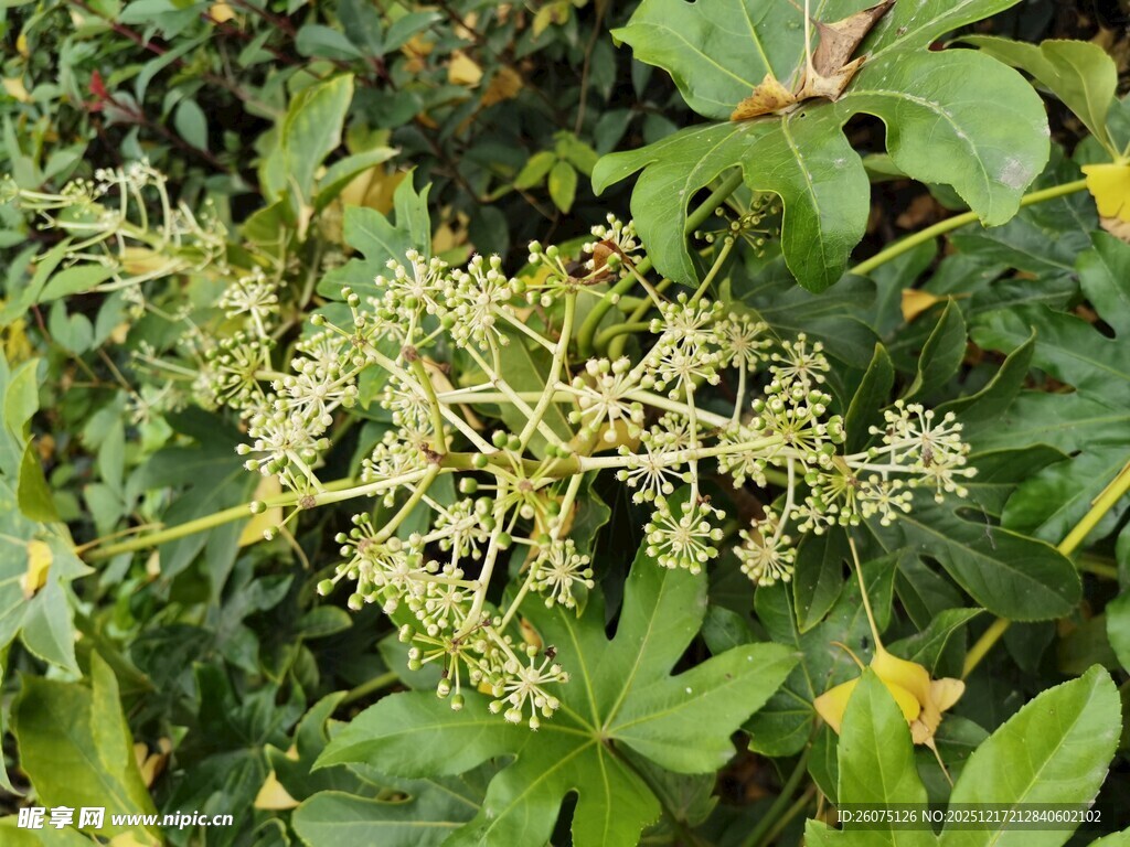 绿叶间的簇簇小花