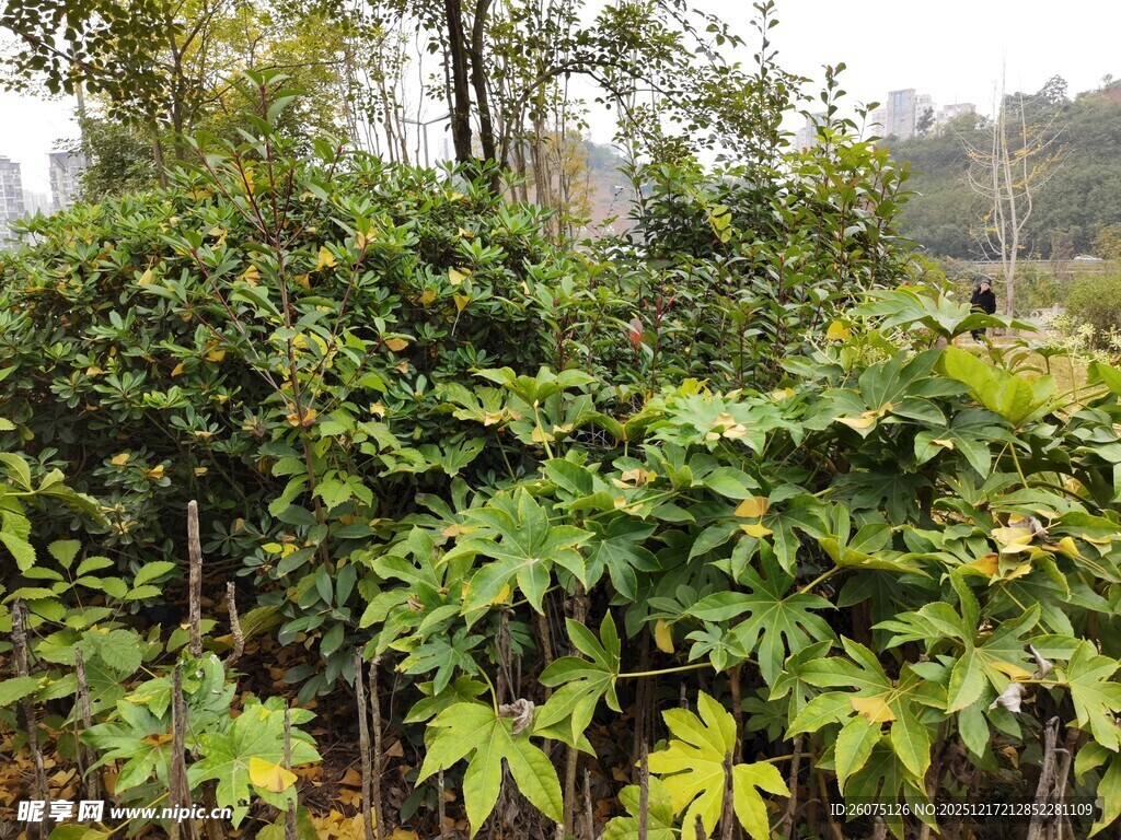 繁茂绿植覆盖的户外围栏