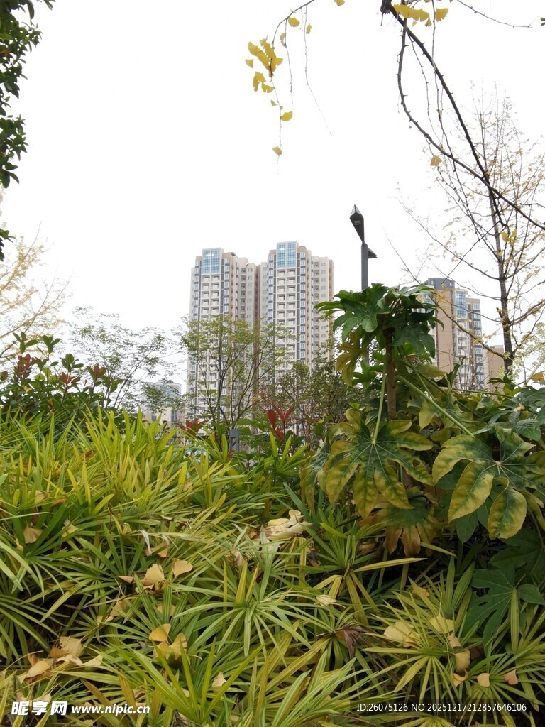 城市中繁茂的绿植景观