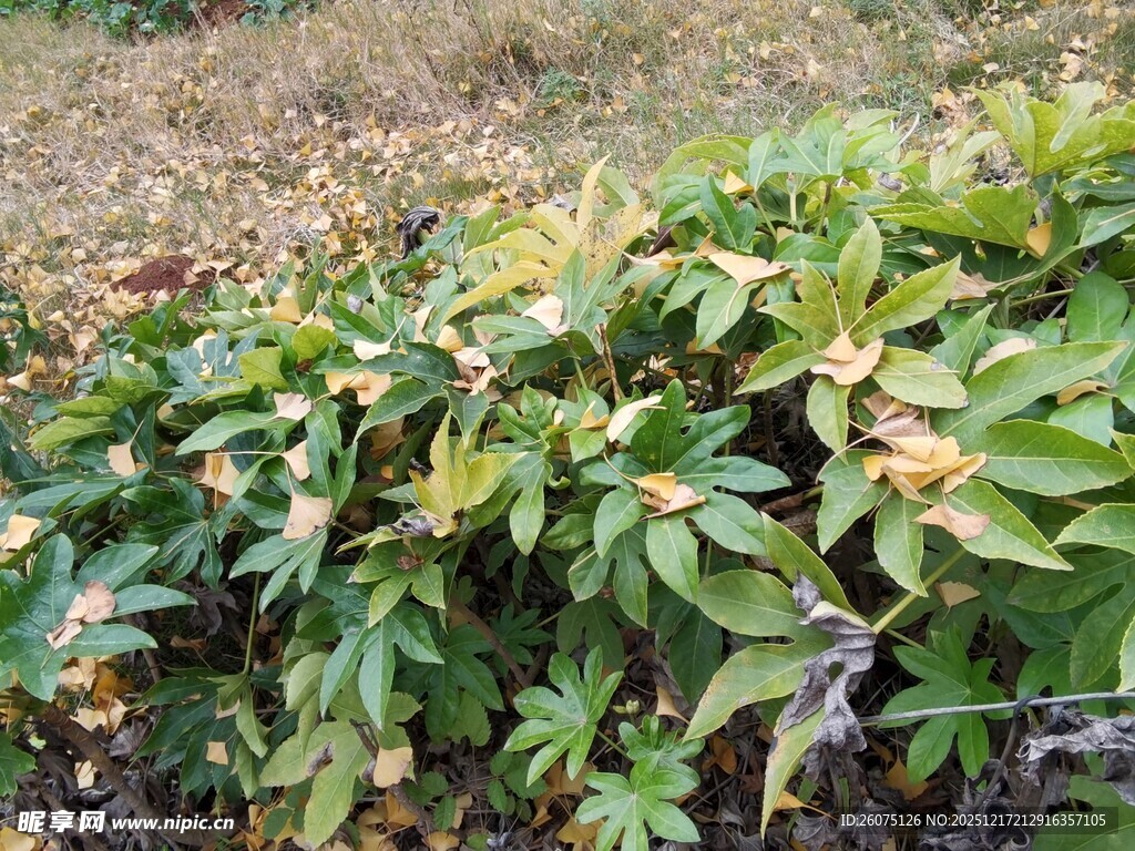 绿叶间点缀着枯黄叶片