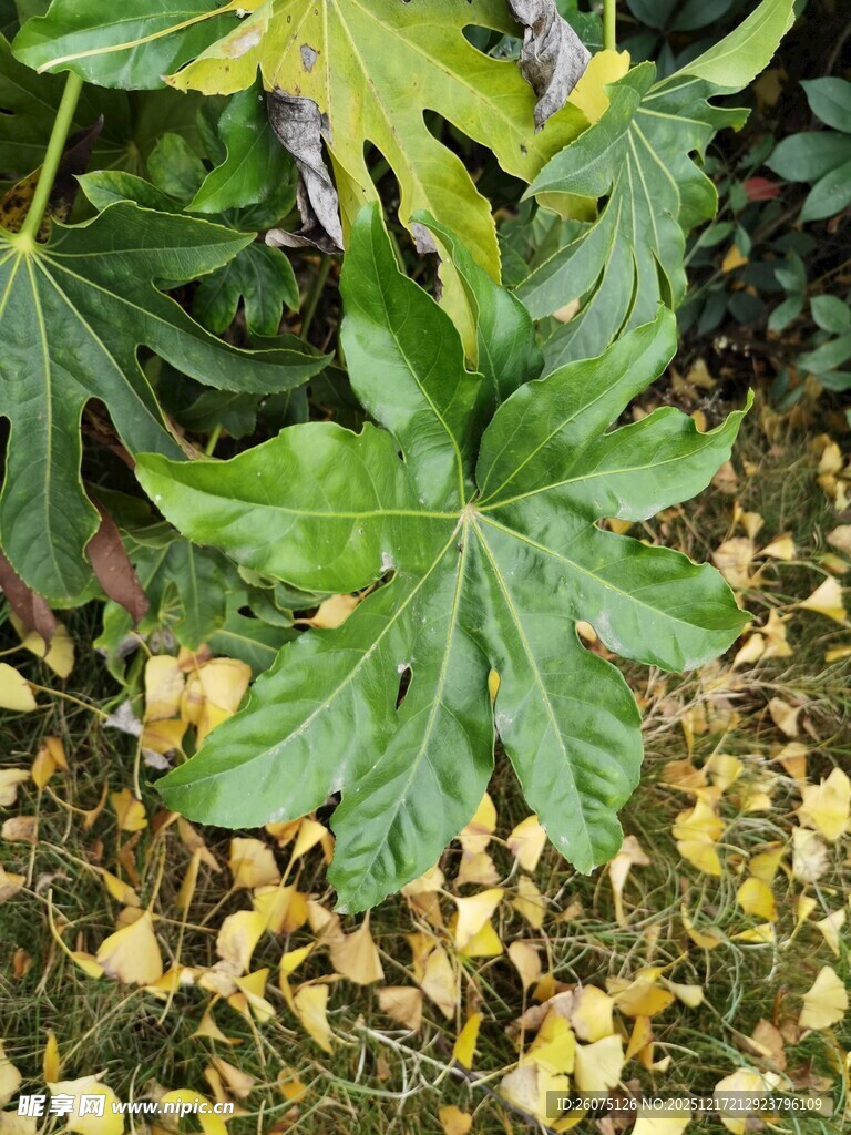 绿叶与落叶的自然景致