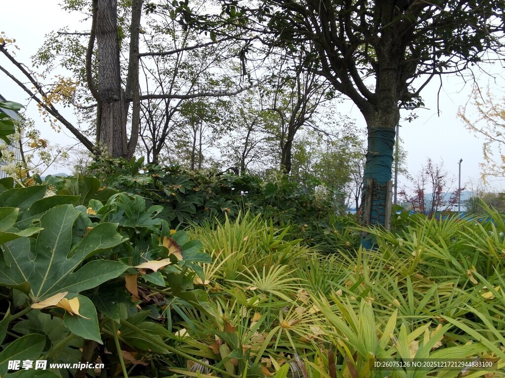 户外繁茂绿植与树木景观