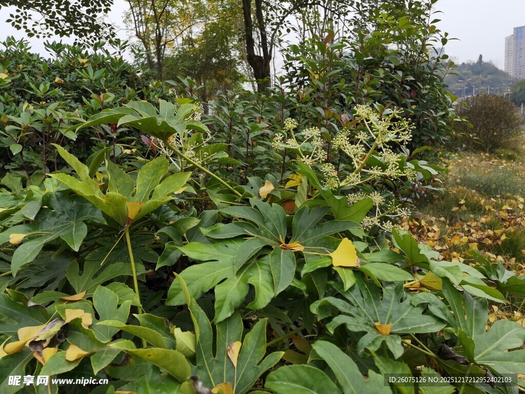 野外繁茂绿植景观