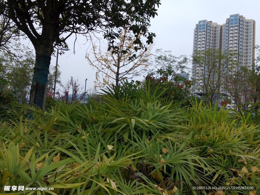 城市中的绿植与高楼景观