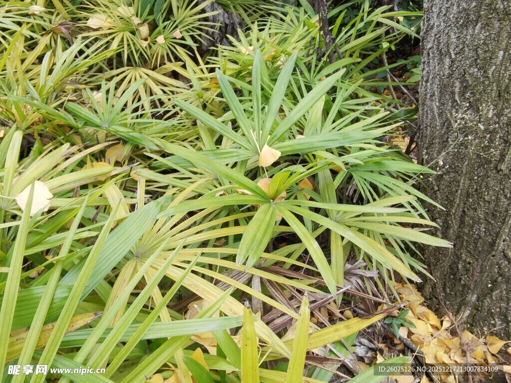 林间翠绿植物生机勃勃