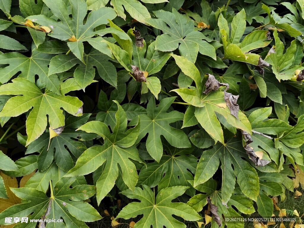 翠绿繁茂的植物叶片