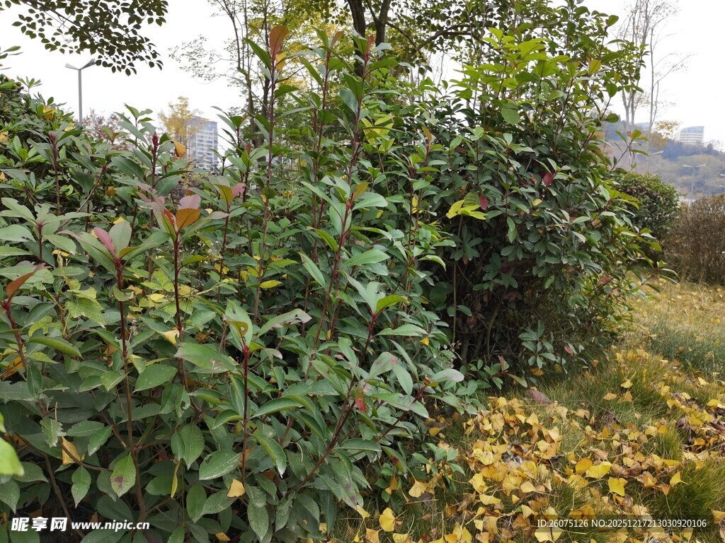 秋日林间繁茂绿植景象