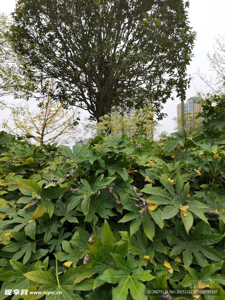 繁茂绿植中的高大树木