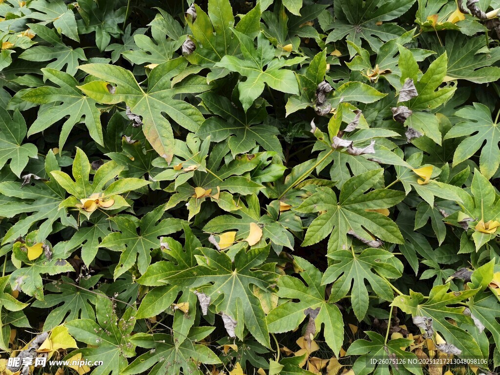 绿叶繁茂的植物景观