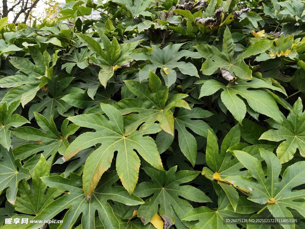 绿叶繁茂的八角金盘植物