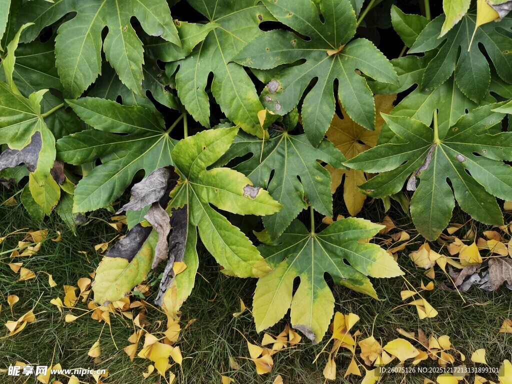 绿叶与落叶交织的景致