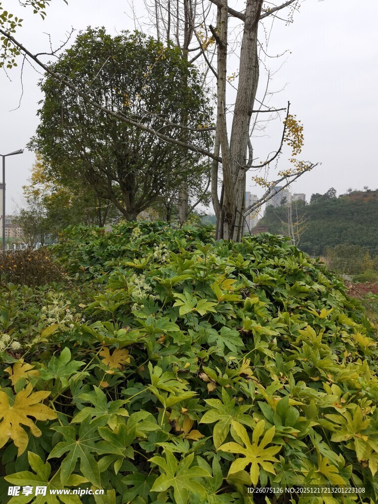 繁茂绿植景观
