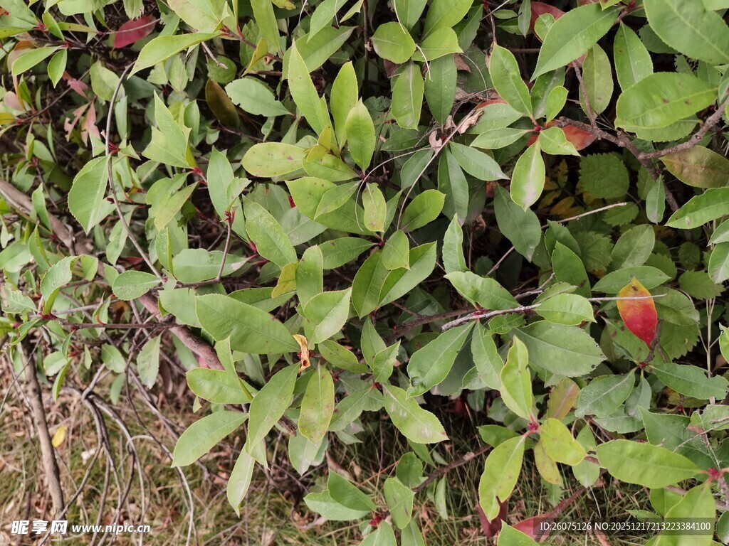 绿叶间的红色果实