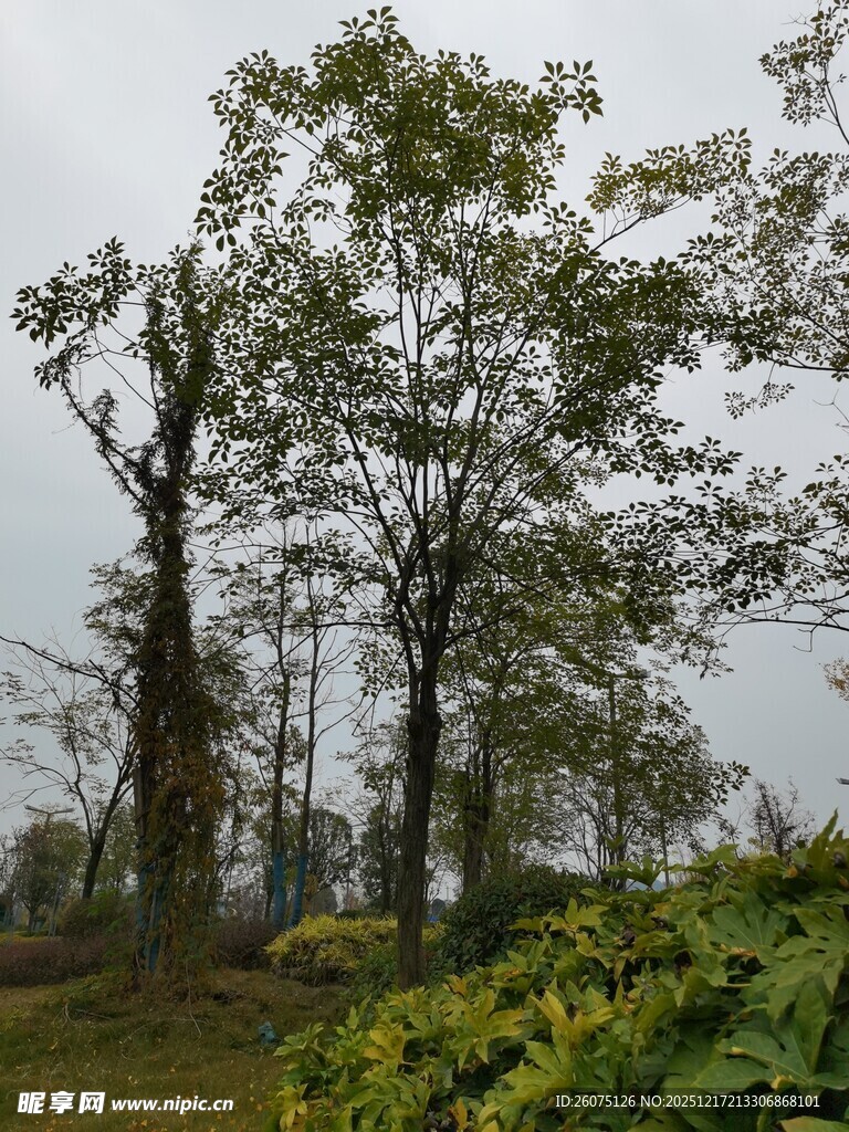 山林中的几棵挺拔树木