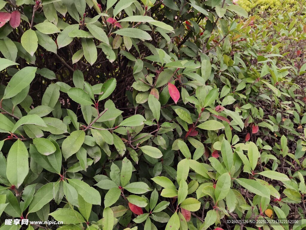 绿叶间点缀的红色小花