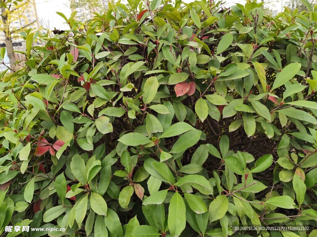 绿叶丛中点点红