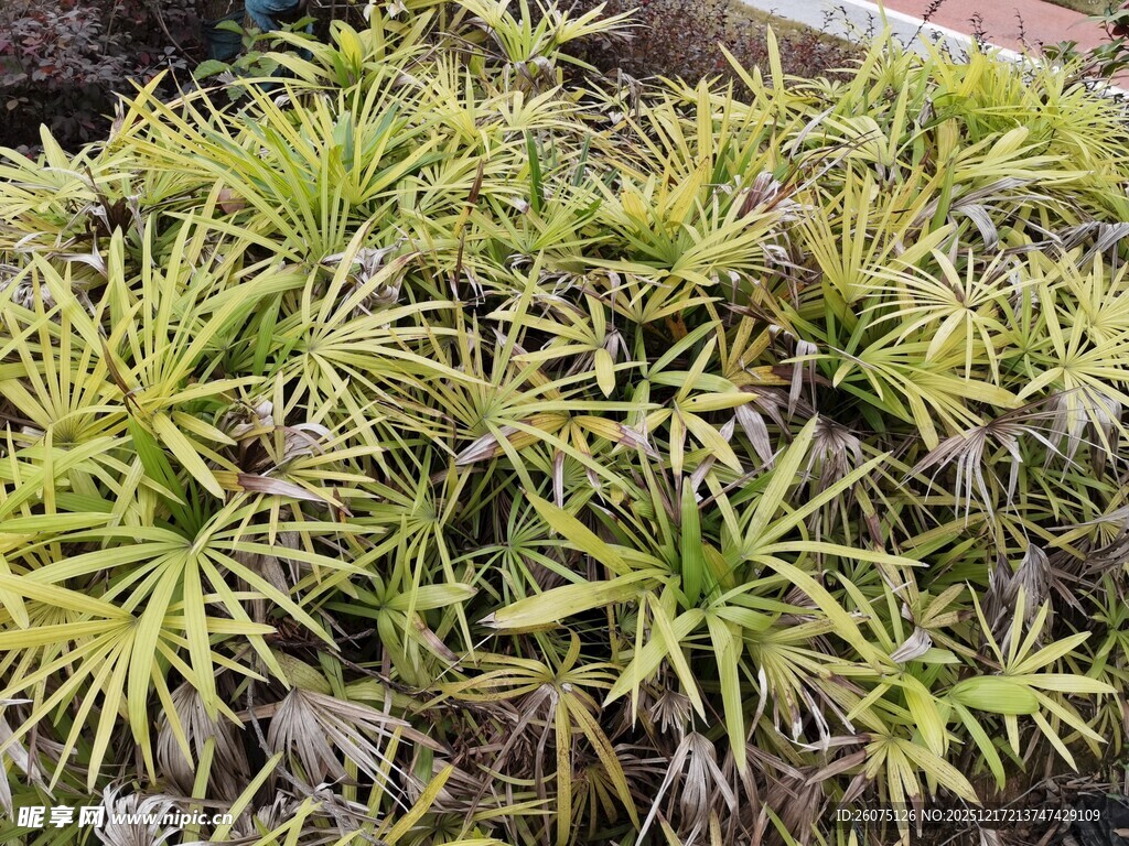 翠绿丛生植物景观