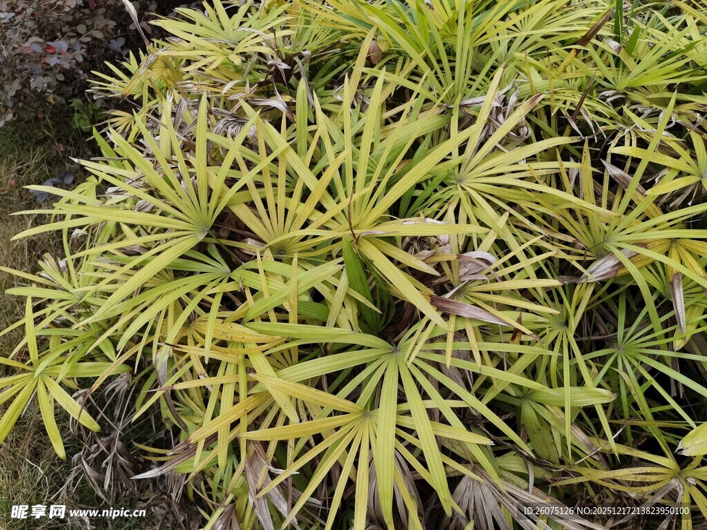 翠绿细长叶片的植物
