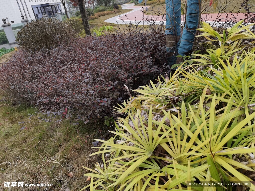 户外多彩绿植景观