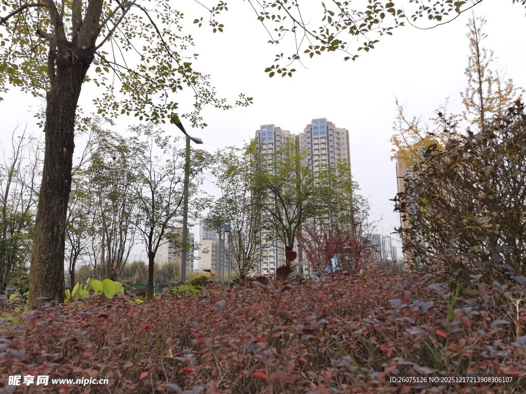 秋日树林中的高楼远景