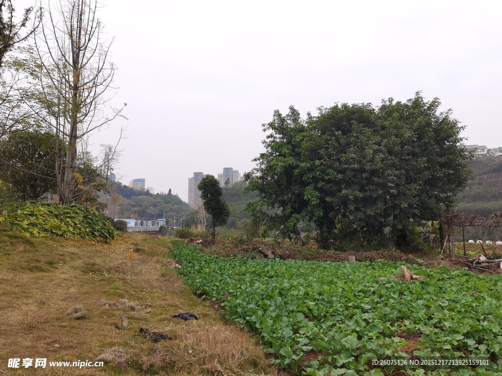 乡村田园风光绿意盎然