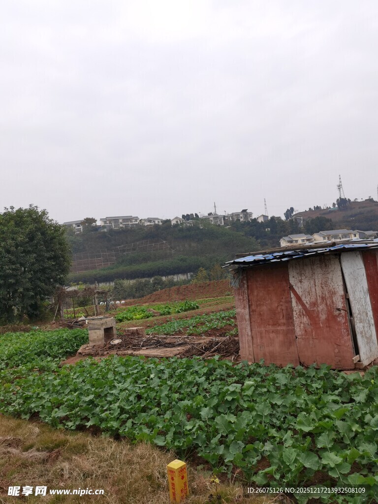 乡村农田旁的简易小屋