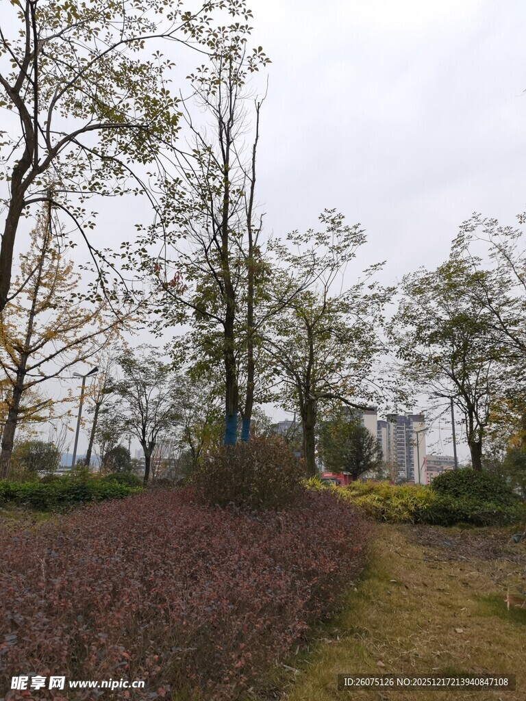 林间小道旁的多彩植物景观