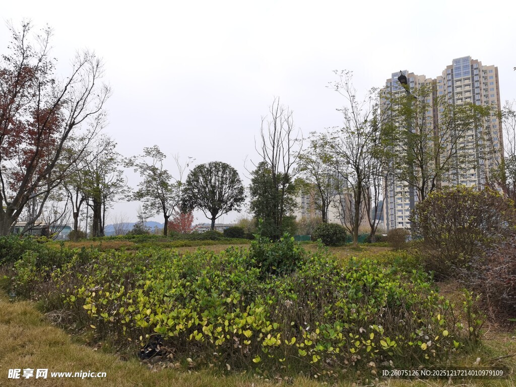 城市中的绿植景观