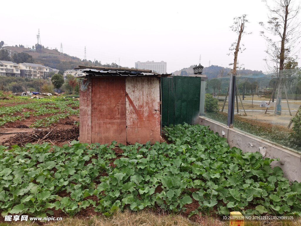 乡村菜园旁的简易小屋