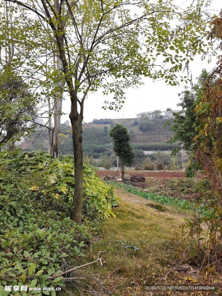 乡村林间小道自然景致