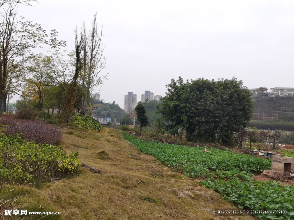 乡村田野菜园景象