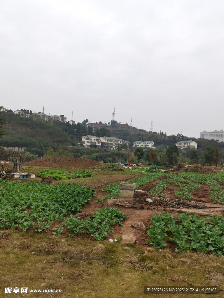 乡村田园菜地景观