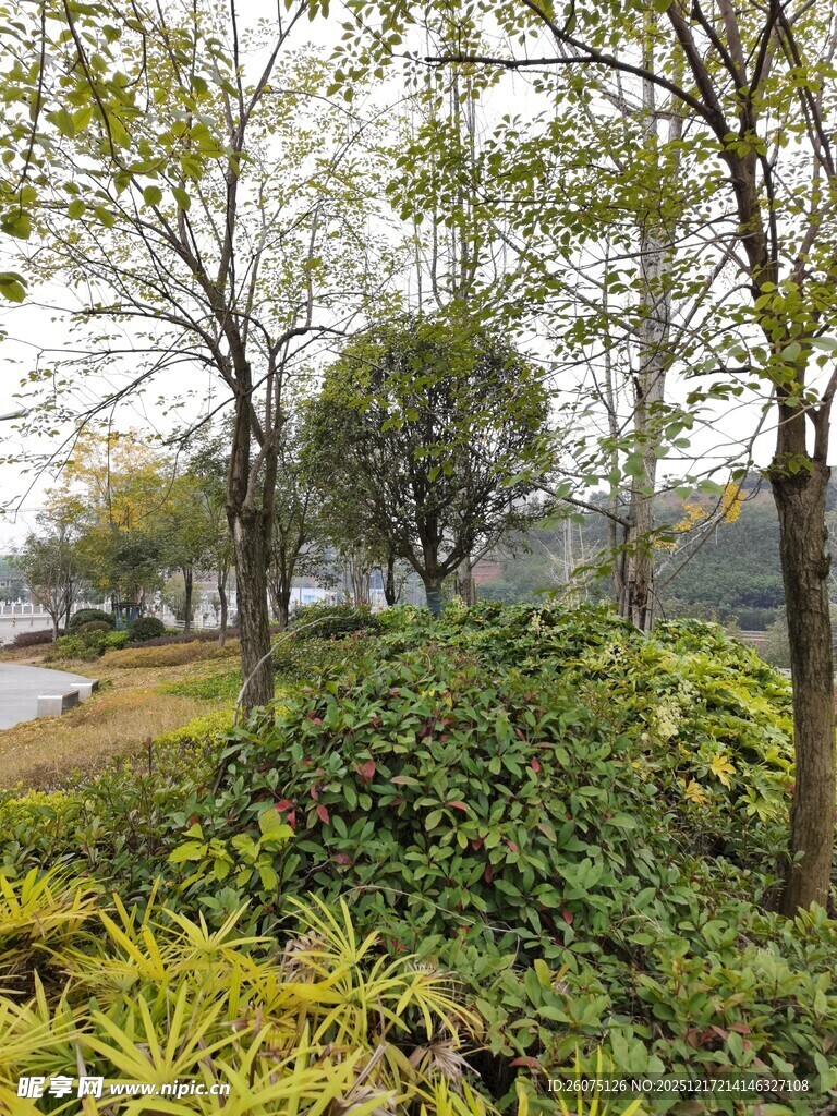 湖畔绿意盎然的树林景观