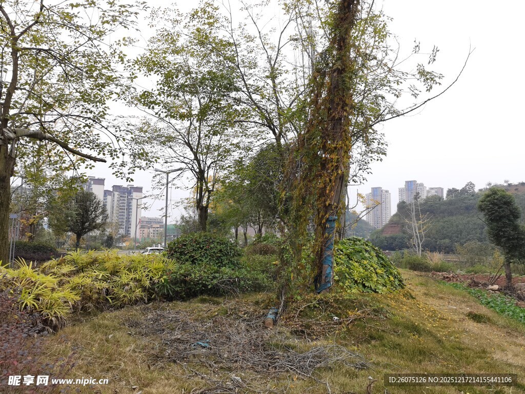 城市中的静谧树林景观