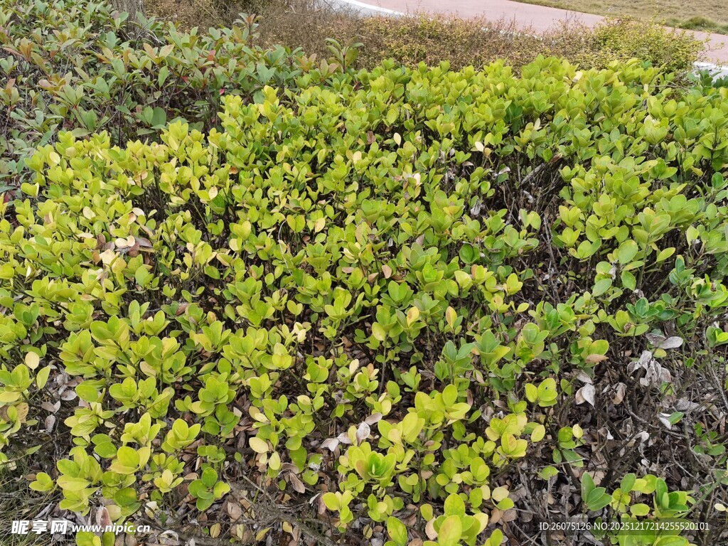 翠绿繁茂的地面绿植景观