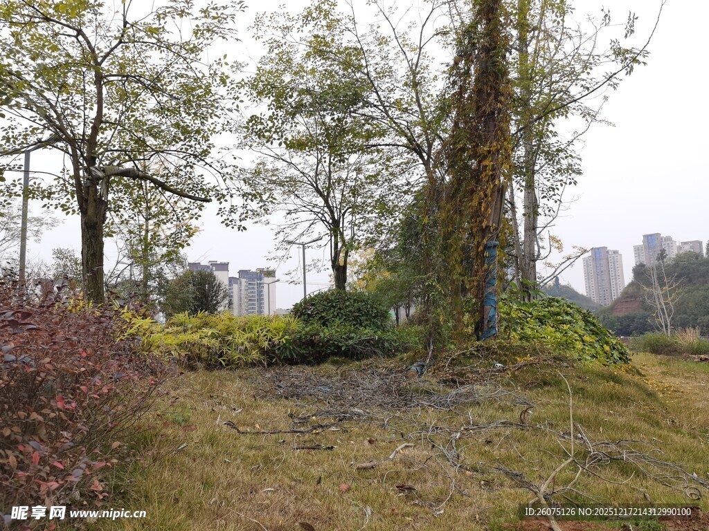 秋日郊野树林景观