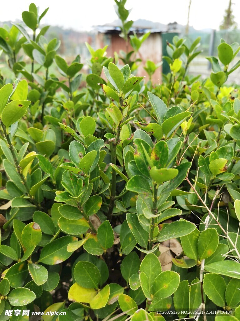 翠绿繁茂的灌木丛