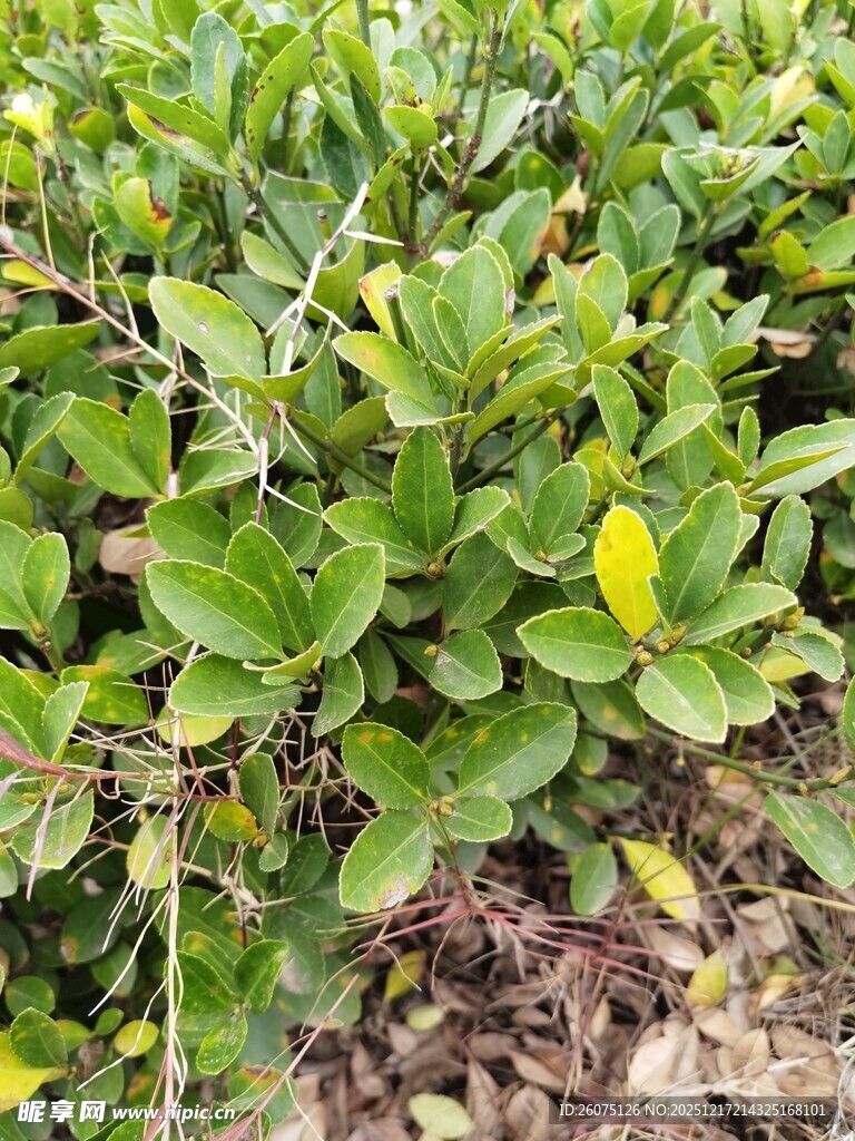 绿叶繁茂的绿色植物景观