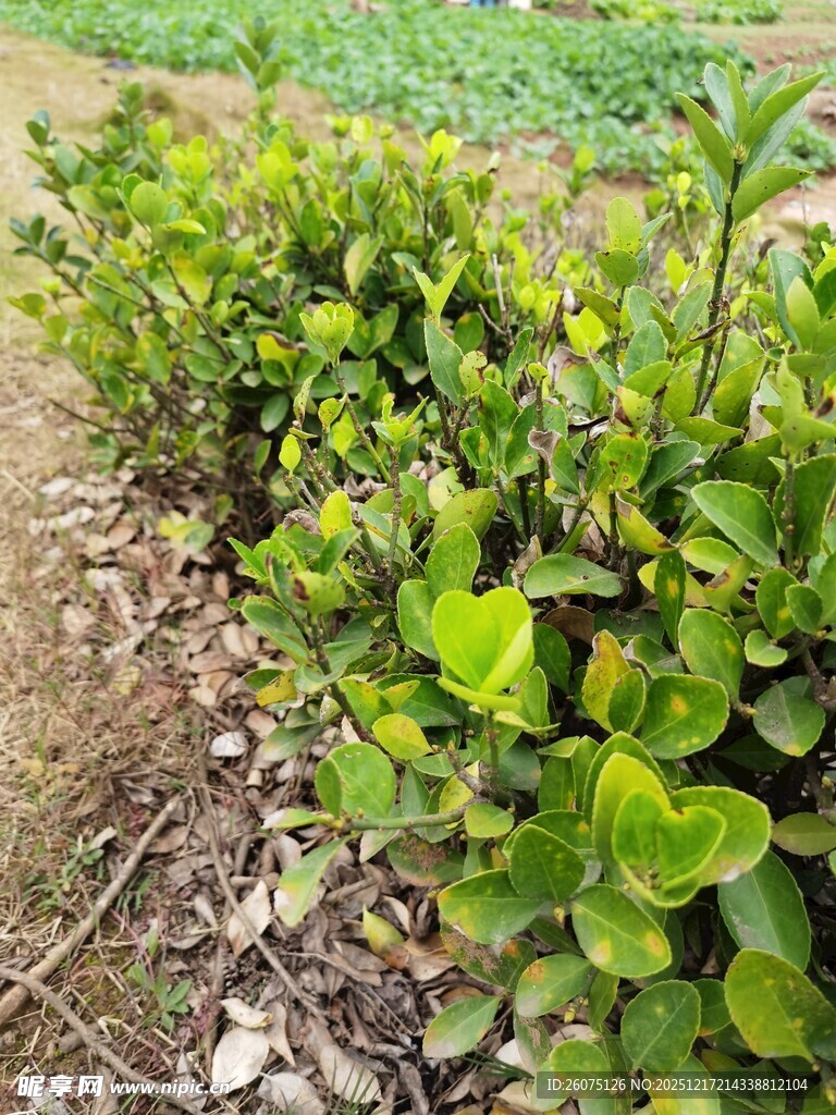 田间翠绿的植物