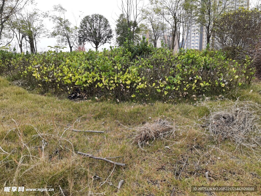 田野中的绿植与枯草景观