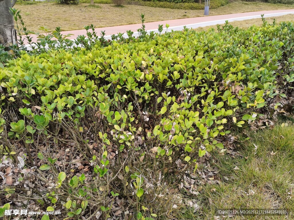 路边翠绿的灌木丛