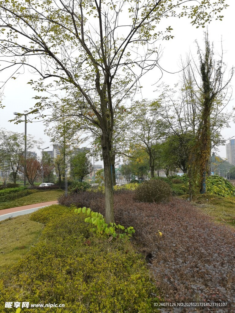 公园中的树木与绿地景观