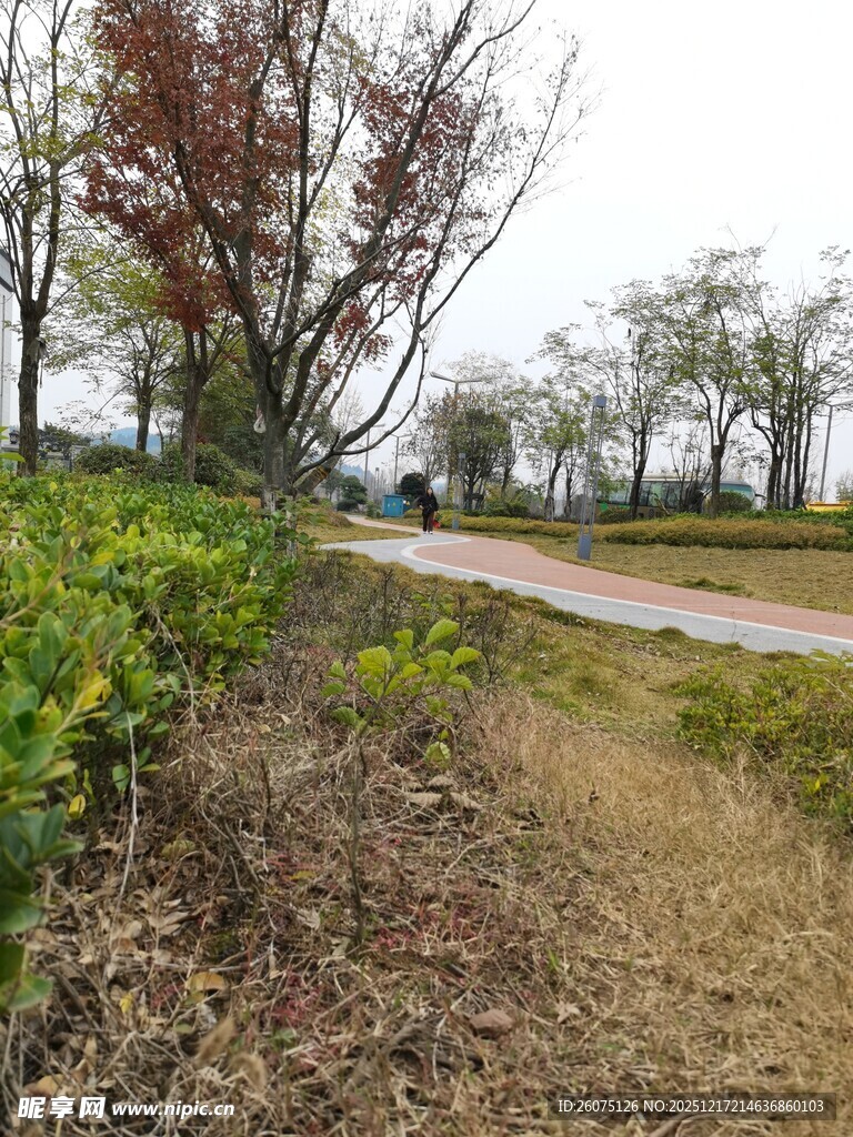 乡村小径旁的树木与绿植