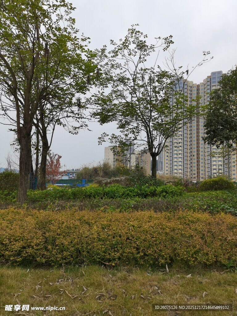 城市中的绿植景观