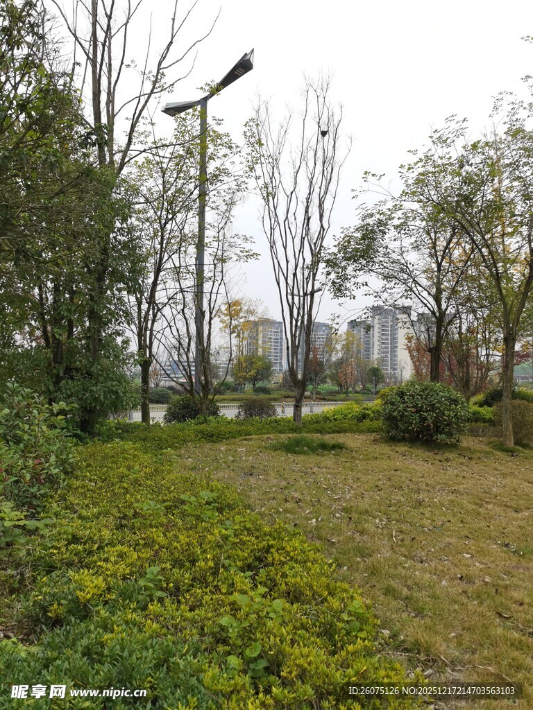 城市中的绿植景观地带